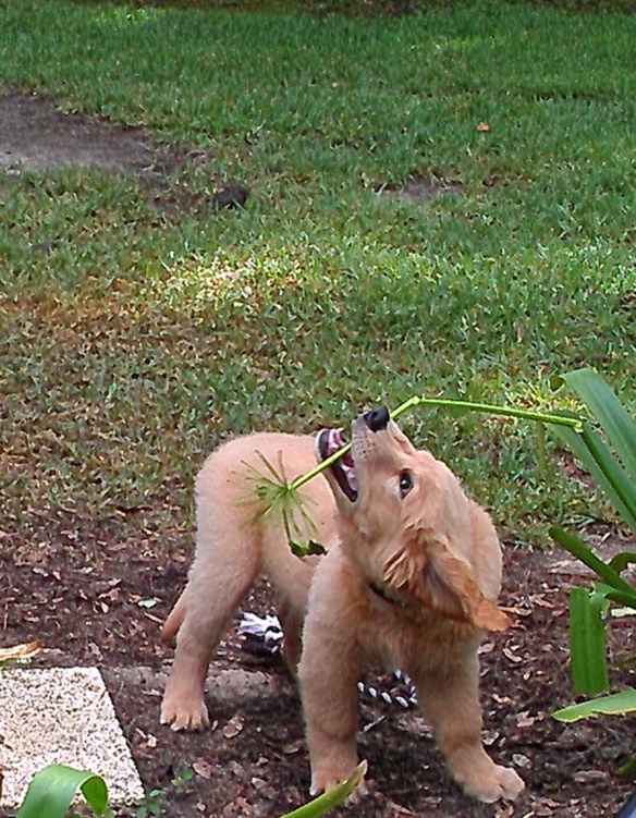 I love to eat plants...