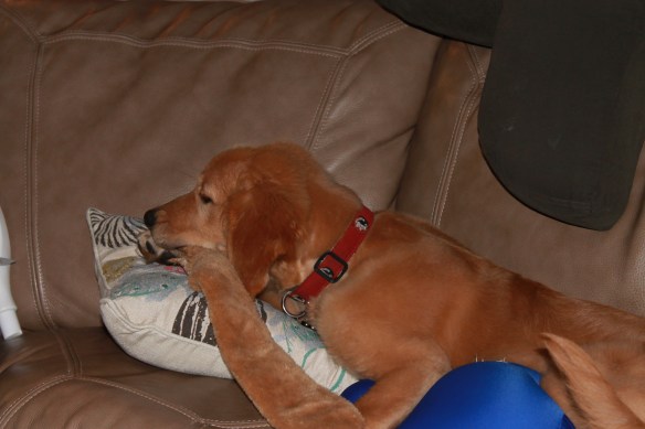 Look at all these pillows! Mom and Dad never let me play with pillows!