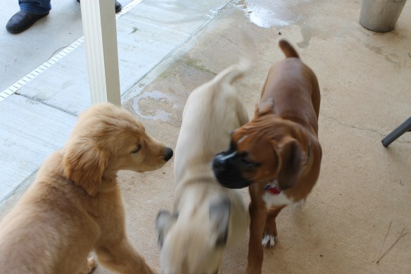 Chief with Marshall the Mastive puppy, and Baxter the Boxer pup. These pups went through more than a couple classes together...