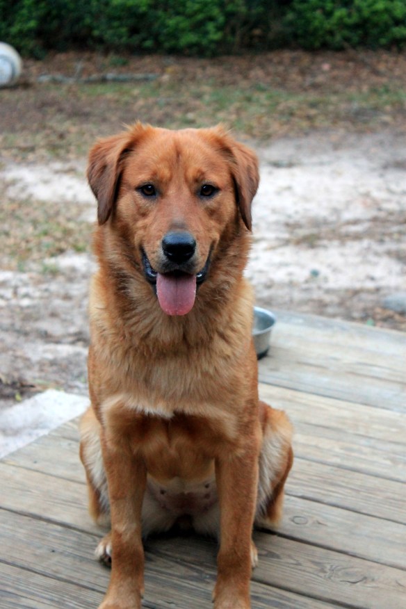 You can see in this picture we already had her spayed. She's missing her belly fur so her nipples are extra visable... it's Lady "gone wild" up in here! 