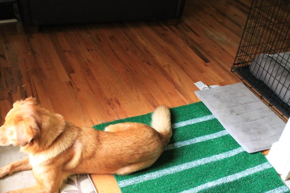 Astroturf pathway & Lady missing Chief while he had his surgery.