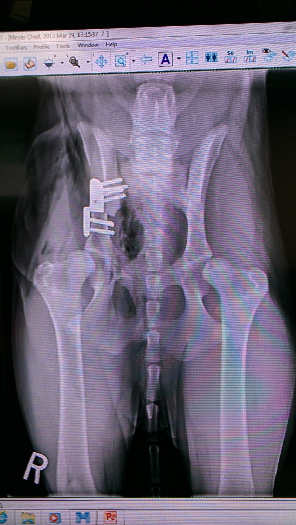 1st x-ray after surgery. You can see how the left hip is not really sitting in the socket...that's how both hips were.  As he healed, his right hip (surgical hip) was more in place. 