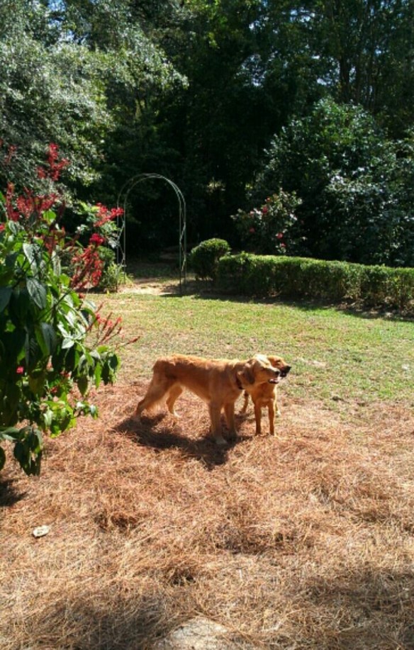 Sometimes they look like a  two-headed beast