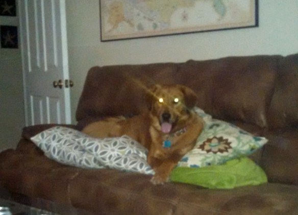Demon dog