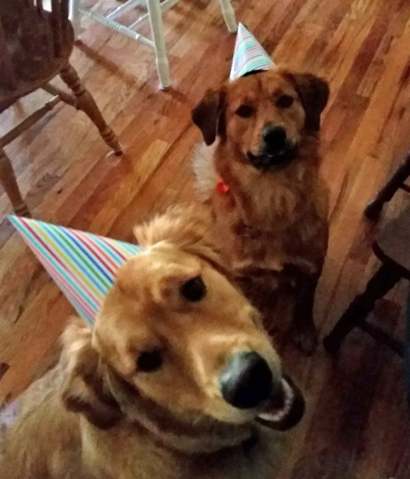 Dogs in Party Hats