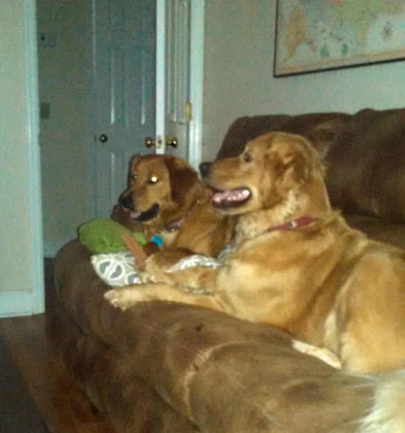 Dogs on couch